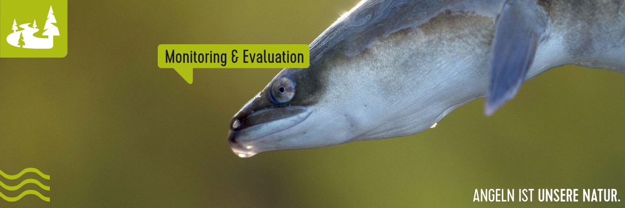 Nahaufnahme eines Aals