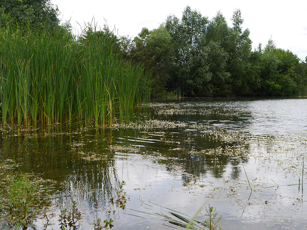 Wasserpflanzenreiches Seeufer