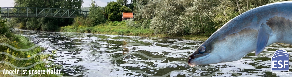 Ein Flussabschnitt