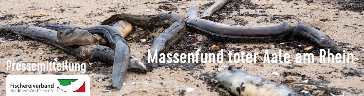 Tote Aale am Rheinufer