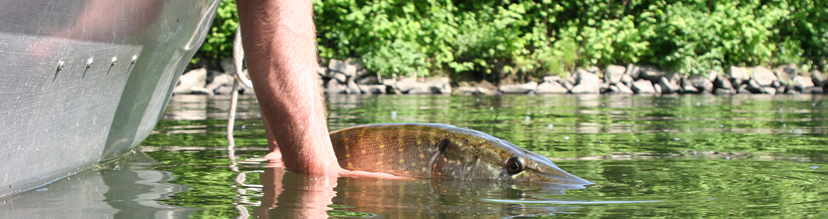 Eine Person hält einen Hecht im Wasser