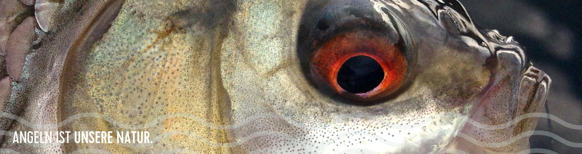 Detailaufnahme eines Rotauges