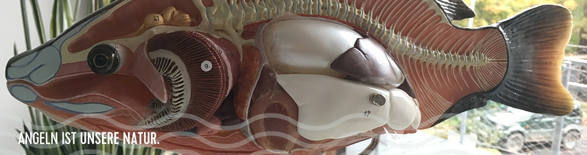 Anatomisches Schaumodell eines Karpfens