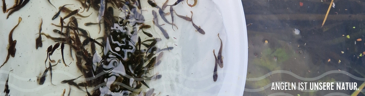 Junge Quappen in einem Eimer