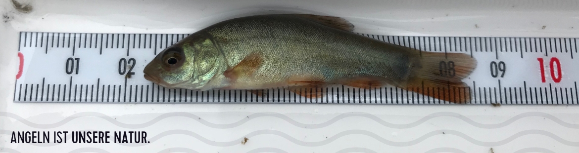 Eine junge Schleie auf einem Messbrett