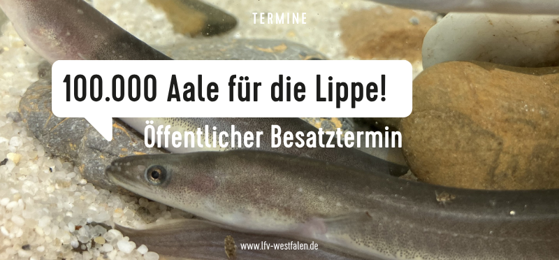 Thumbnail für Veranstaltung "100.000 Aale" mit Aalen als Hintergrund